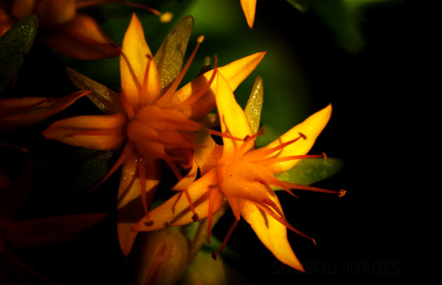 Sedum Confusum