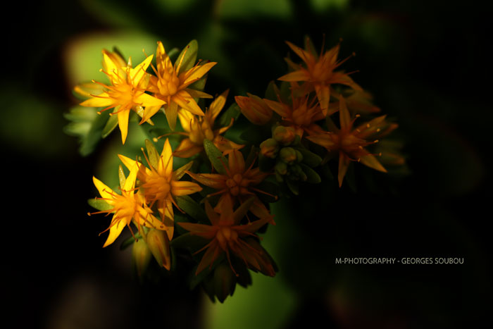 Sedum Confusum