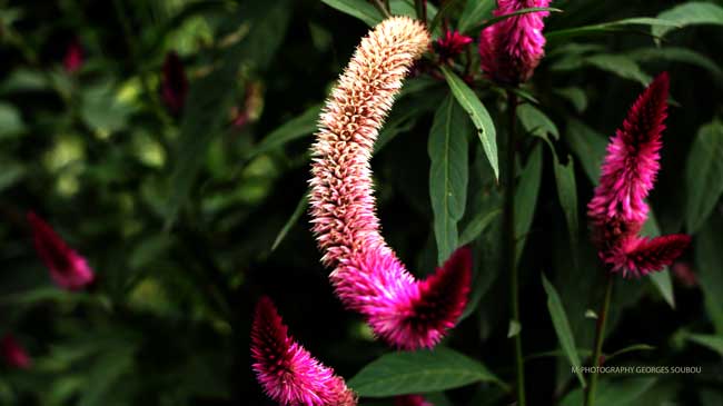 La célosie amaranthaceae.