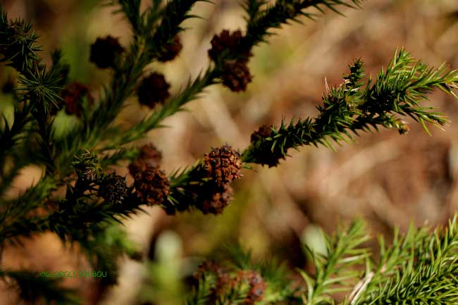 cryptomeria-reunion