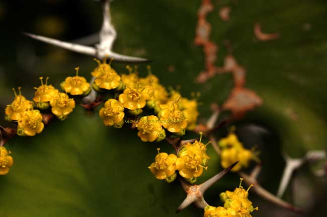 Fleur baobab nain macro