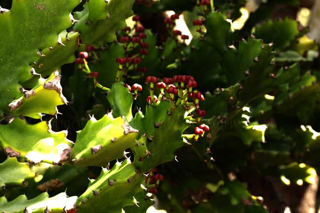 euphorbia-lactea-reunion