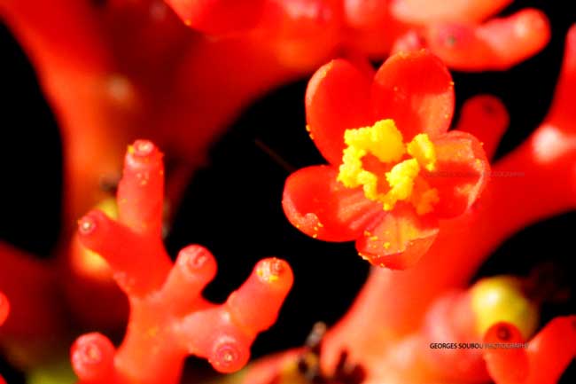 Fleur baobab nain macro