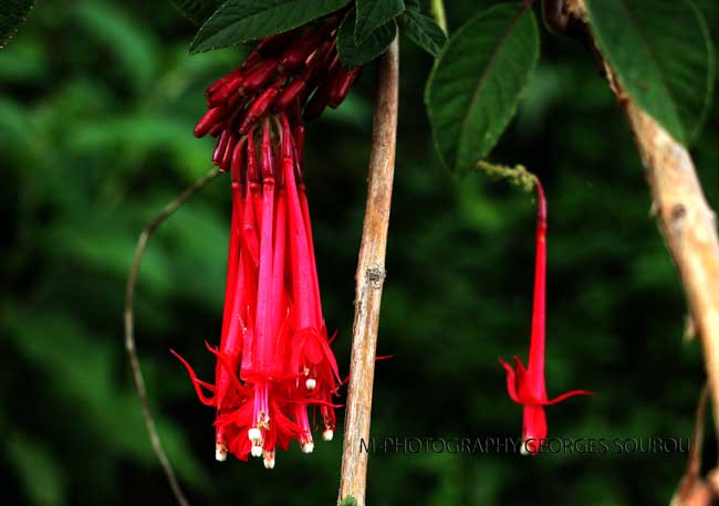 Fuchsias