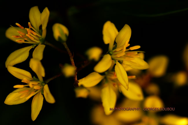 galphimia glauca