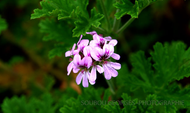 Geranium Rosa