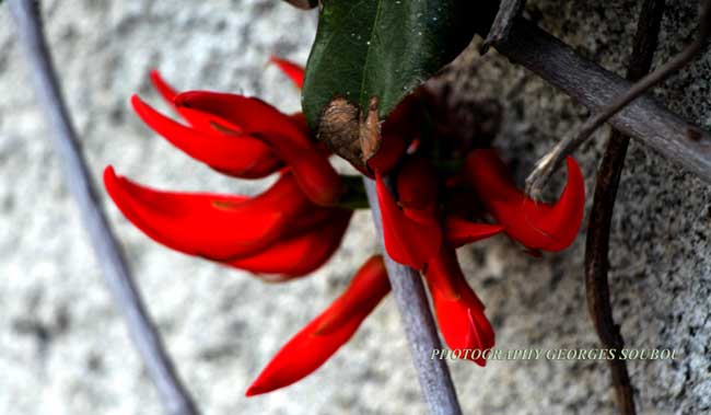 Harpagophytum procumbens