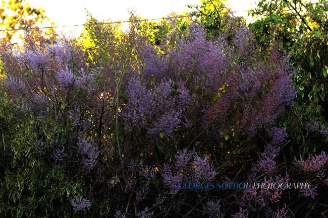 gros baume en fleur