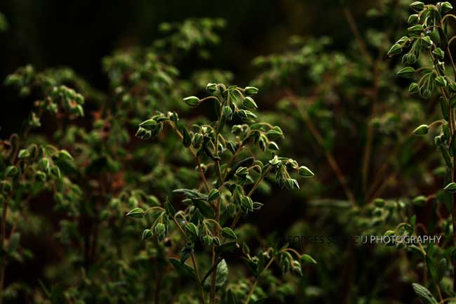 Herbe tourterelle