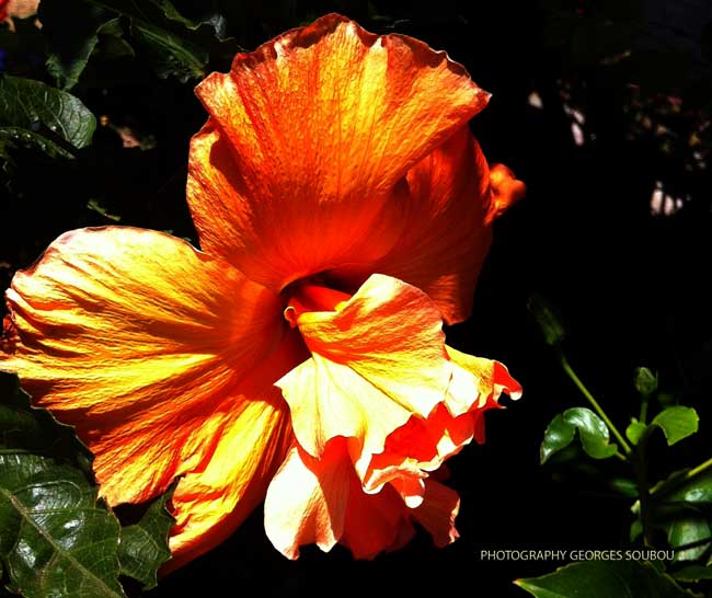 Hibiscus orange