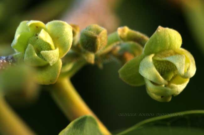 Ilang-ilang (Cananga odorata)