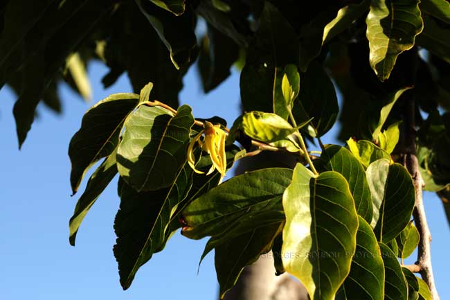 Ilang-ilang (Cananga odorata)