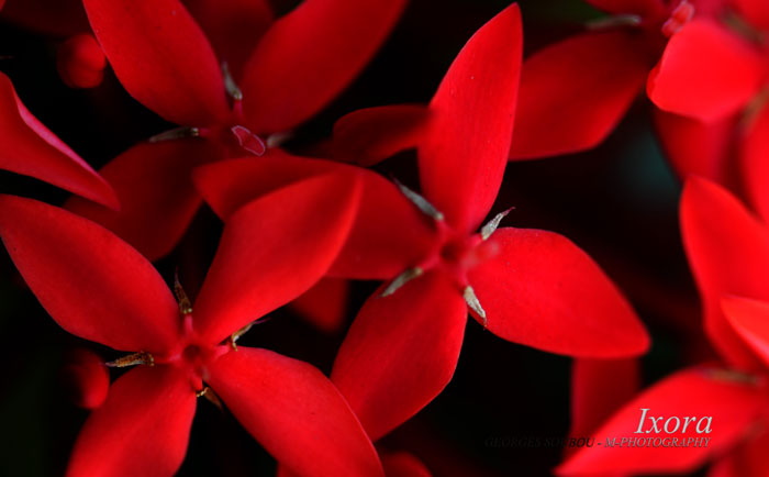 Ixora