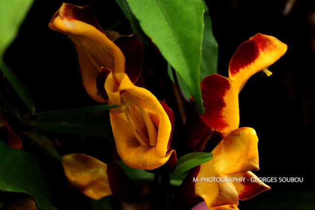 Flore Réunion