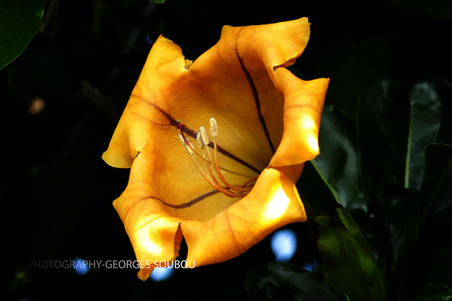 Solandra maxima - liane trompette