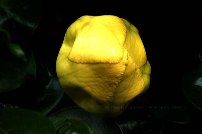 Solandra maxima - liane trompette