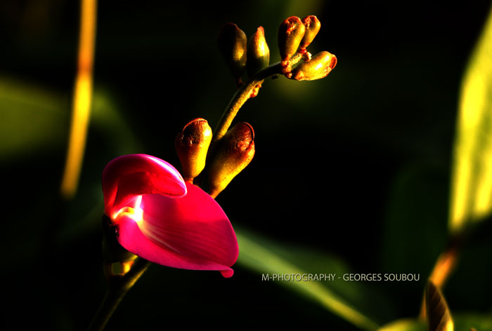 Ipomoea pes-caprae