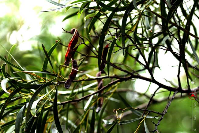 Petit tamarin des hauts