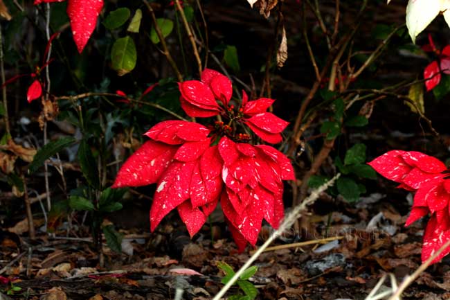 poinsettias