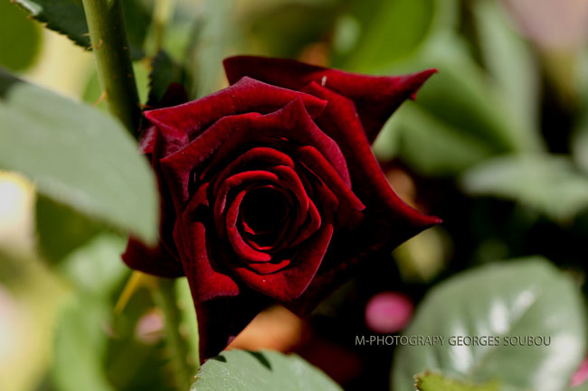 Roses de la Réunion.