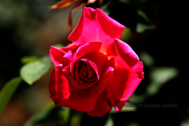 Roses de la Réunion.