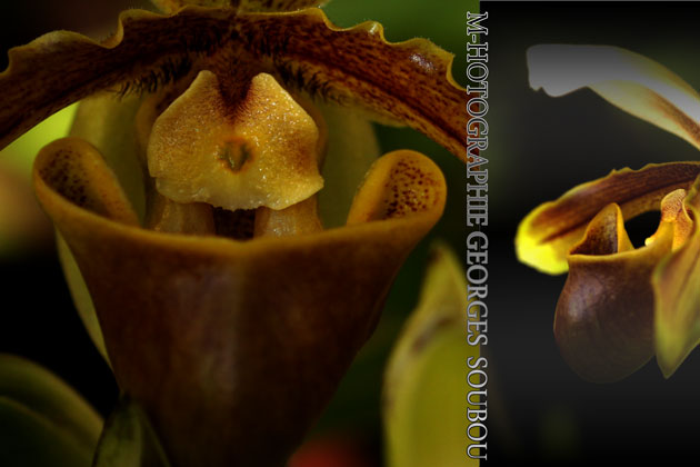 shoe-Venus-Reunion Islandnn: Cypripedium