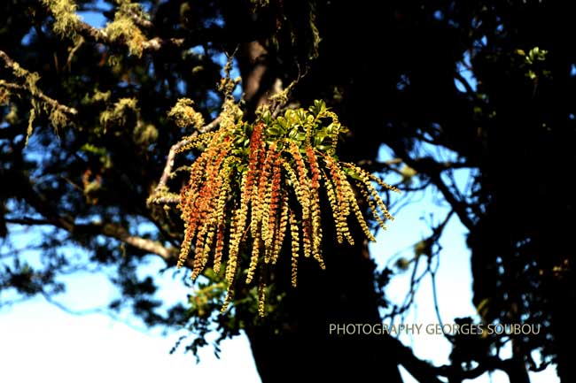 Le Tan Rouge (Weinmannia tinctoria)