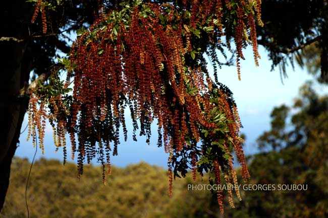 Le Tan Rouge (Weinmannia tinctoria)