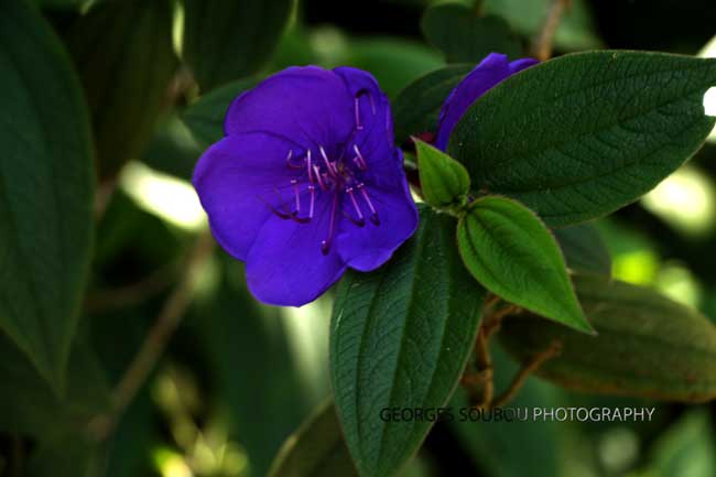 tibouchina urvilleana reunion