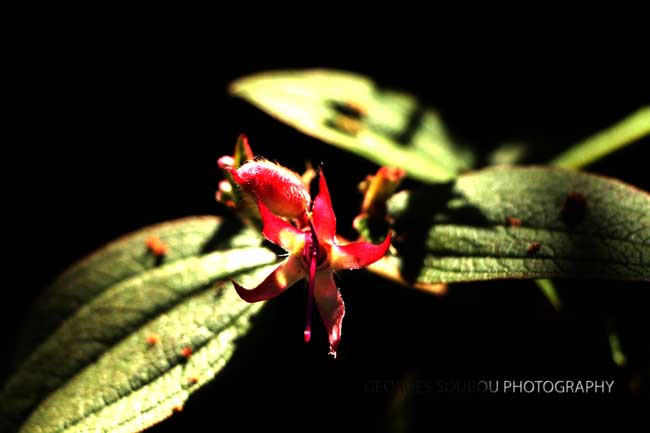 tibouchina urvilleana