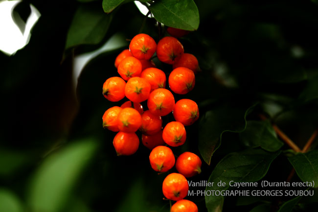 Duranta Erecta