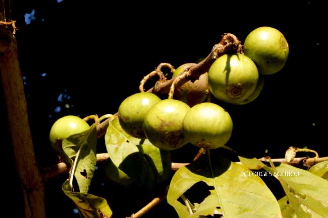 Vangueria madagascariensis.