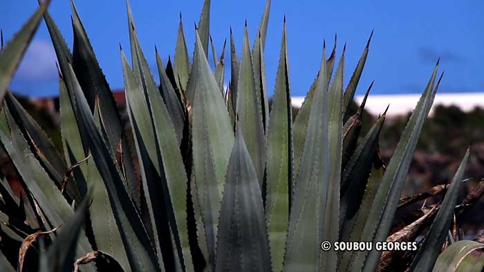 Agave Americana