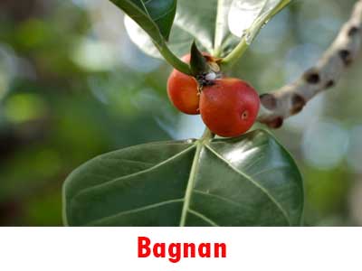 Bagnan