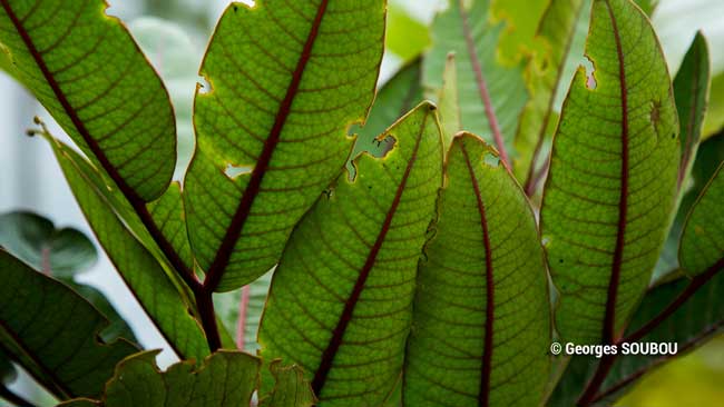 Bois d'éponge.