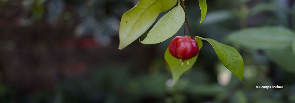 fruit cerise a cote.