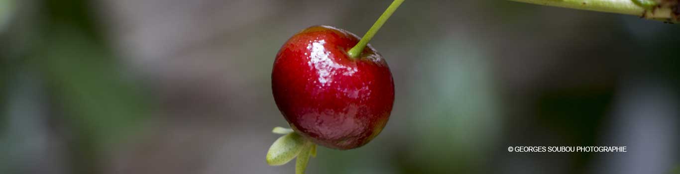 La cerise du Brésil Eugenia brasiliensis Lam.