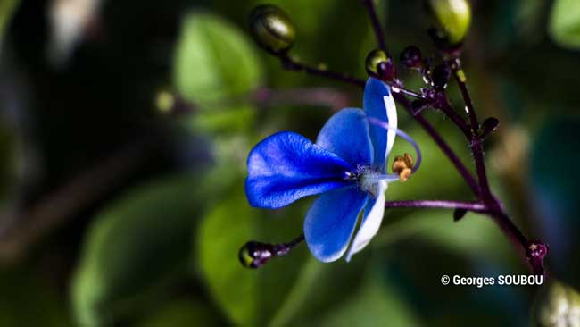 Clerodendrome bleue.