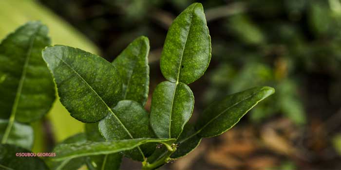 Vieux garçon Plectranthus scutellarioides.