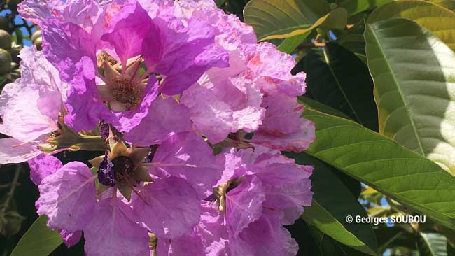 Ficus flower