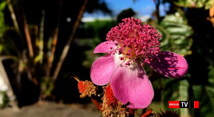 Fleurs de Roucou.