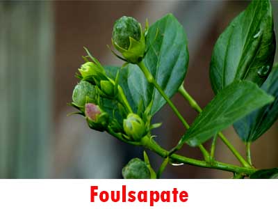 foulsapate bouton