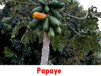 papaye fruits