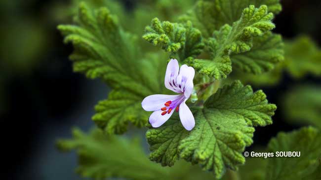 géranium rosa fleur.