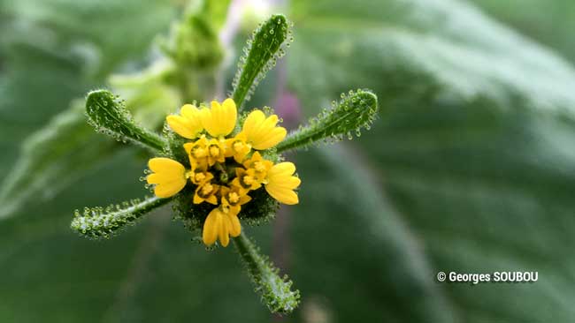 Guérivite fleur.