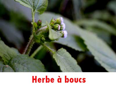 Herb à boucs