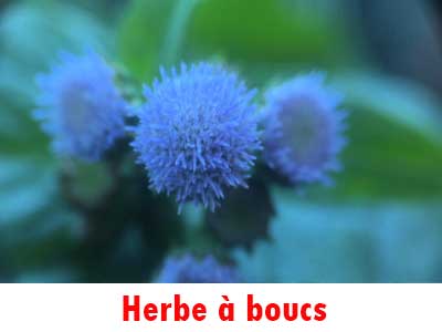 Herbe a boucs