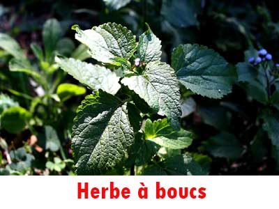 Herbes a bouc