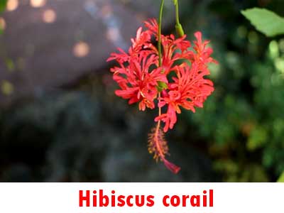 Hibiscus corail