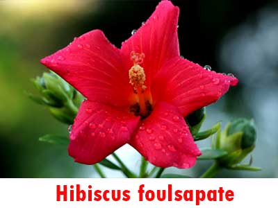 Foulsapate